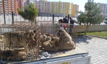 Kızıltepe’de  Başıboş Köpekler Toplandı