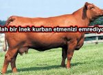 İNEK